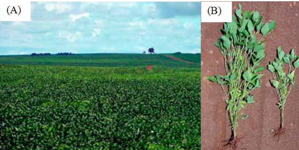Sintomas do ataque do nematoide reniforme na lavoura (A) e em plantas de soja (B). Fonte: Guilherme Lafourcade Asmus (Embrapa).