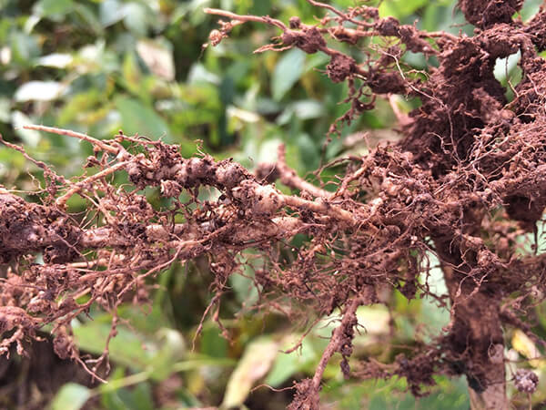 Formação de galhas em raízes de soja por Meloidogyne spp..Fonte: Helder Dota (DuPont Pioneer)