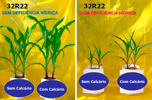 Plantas expostas à seca em plantio direto são mais afetadas pela toxicidade do Al. Fonte: Joris, Caires, Bini et al. (2013) – Plant Soil
