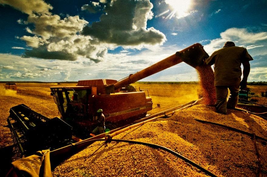 Soja – Uma das principais commodities agricolas brasileiras 