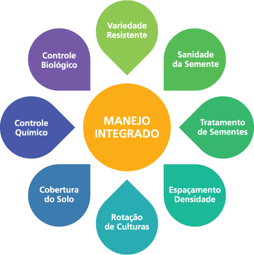 como o manejo integrado pode reduzir as doenças da soja