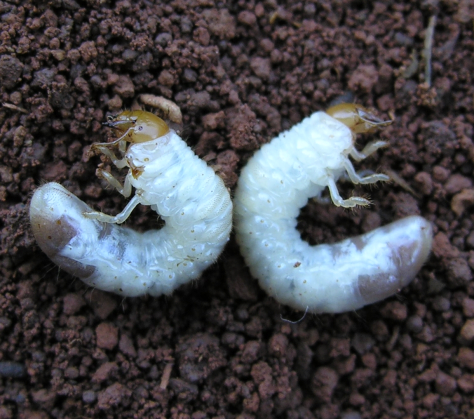 pragas do sorgo