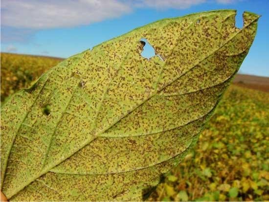 Sintomas da ferrugem asiática na soja. Fonte da imagem: AgroPrecision