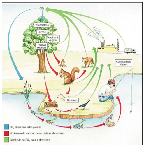 Ciclo de carbono