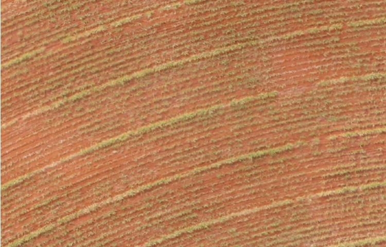 área de produção de cana-de-açucar em MEIOSI