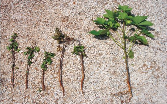 Plantas com sintomas de ataque da broca da raiz e planta sadia (direita). Fonte: Embrapa.