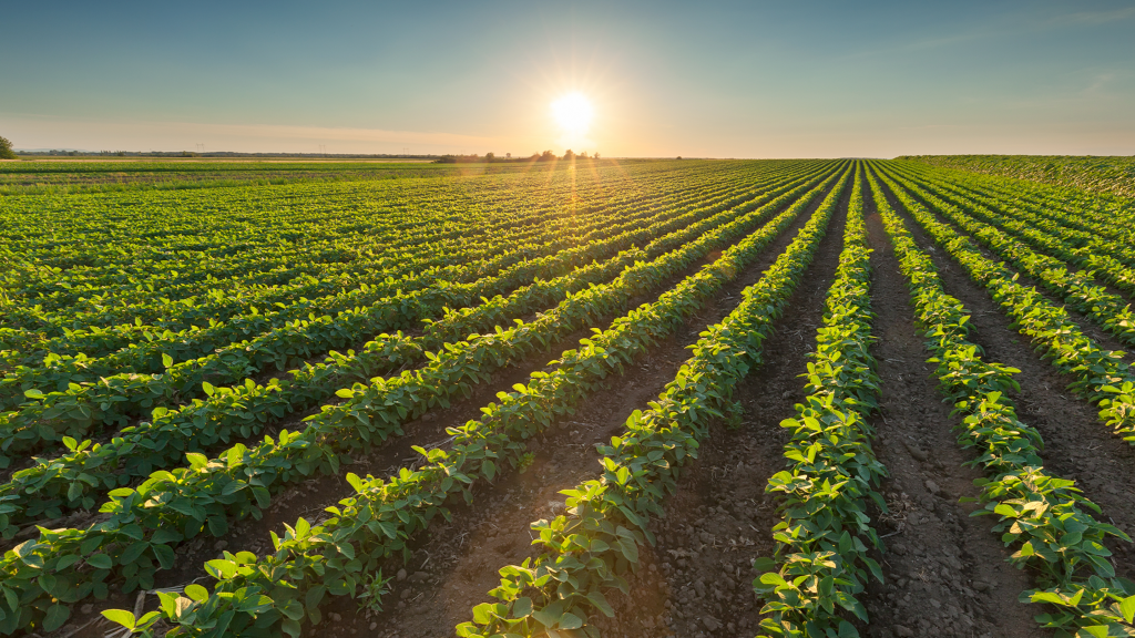 A importância das commodities no cenário nacional.