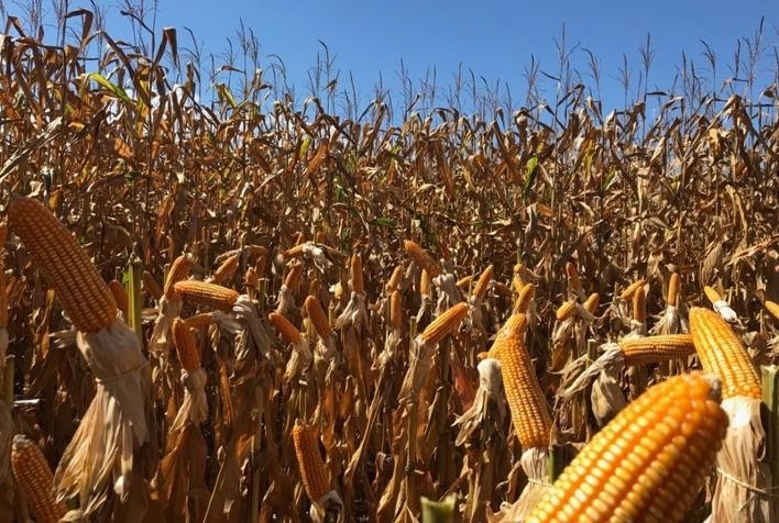 A região produtora de milho do Mato Grosso do Sul também foi prejudicada pela estiagem.