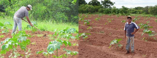 Alguns pontos são fundamentais para o sucesso do plantio de mamona. 