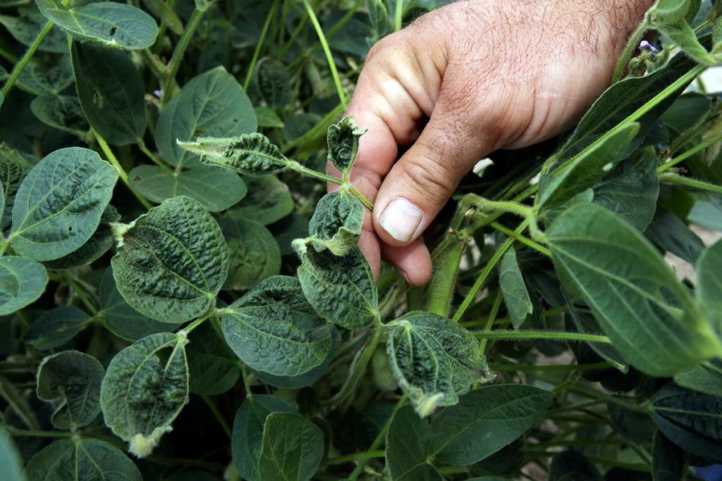 Safra de soja mostra sinais de danos devido à deriva de dicamba
