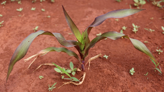 Planta de milho com sintomas típicos de deficiência de fósforo