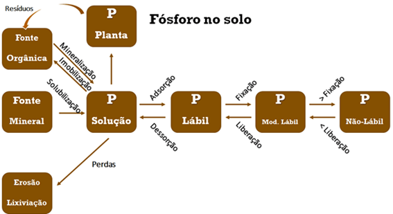 Ciclo do fósforo no solo.