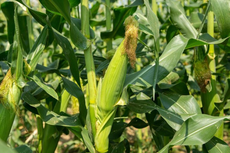 Produção de Milho no Brasil Sensix Blog Produção de Milho no Brasil Sensix Blog