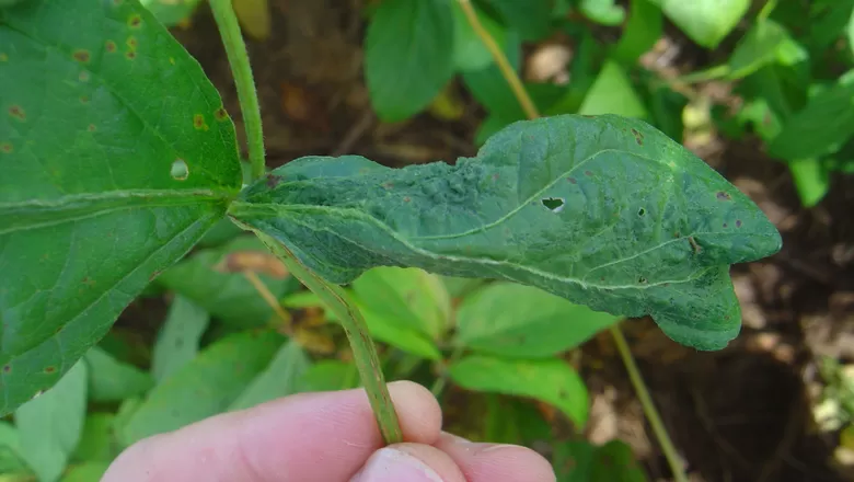 Planta com sintomas de Soja Louca