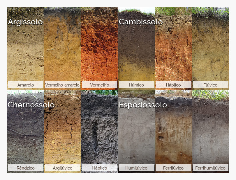 Classificação dos solos brasileiros por características morfológicas 