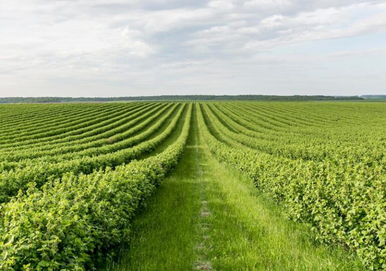 Adubação verde: sustentabilidade e economia na sua produção - Sensix Blog
