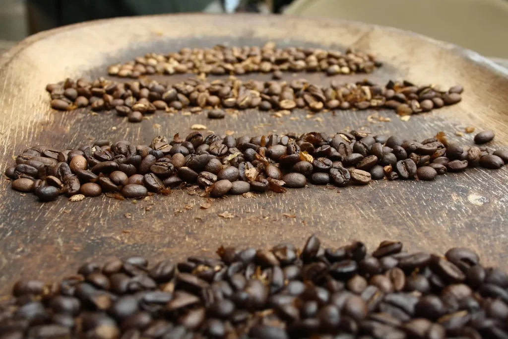 grãos disposta após colheita do café