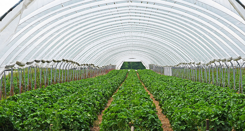 estufa utilizada para escalonamento agrícola 