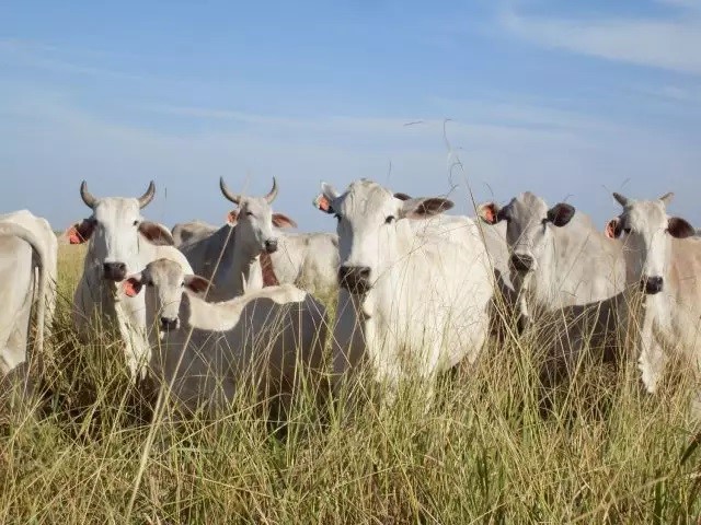 gado no pasto em período de seca