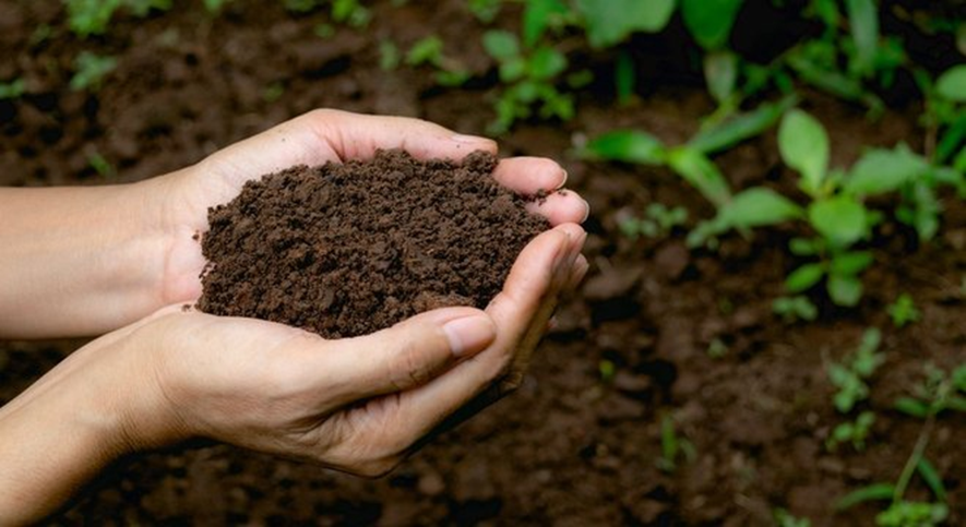 Biorremediação: solução sustentável para solos contaminados