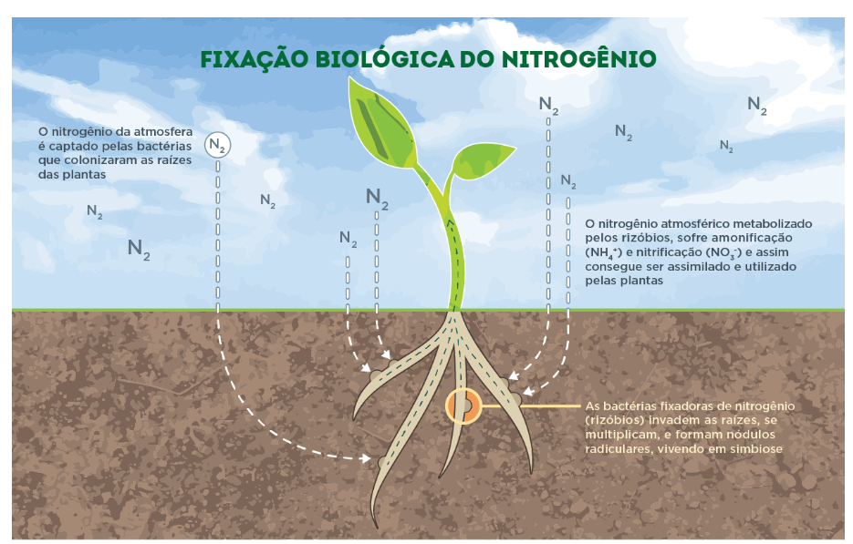 ciclo de fixação biológica no nitrogênio