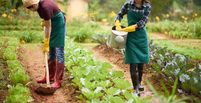 AGRICULTURA EXTENSIVA, UM DOS TIPOS DE AGRICULTURA