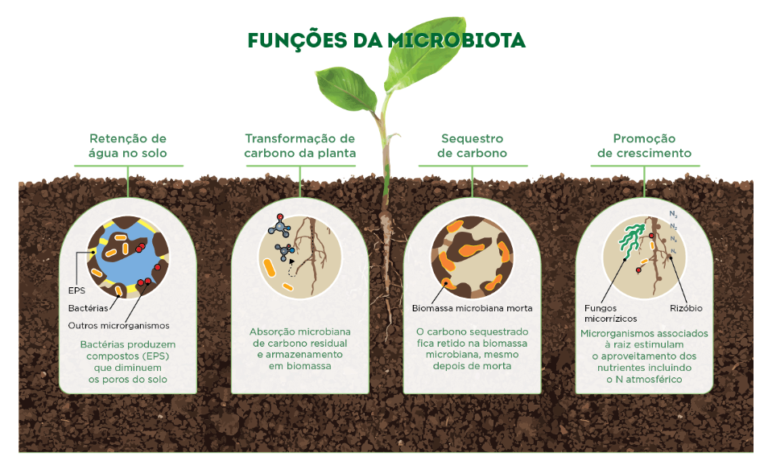 Conheça o papel dos fungos e bactérias na fertilidade do solo - Sensix Blog