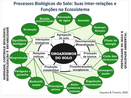 Processos biológicos dos fungos e bactérias