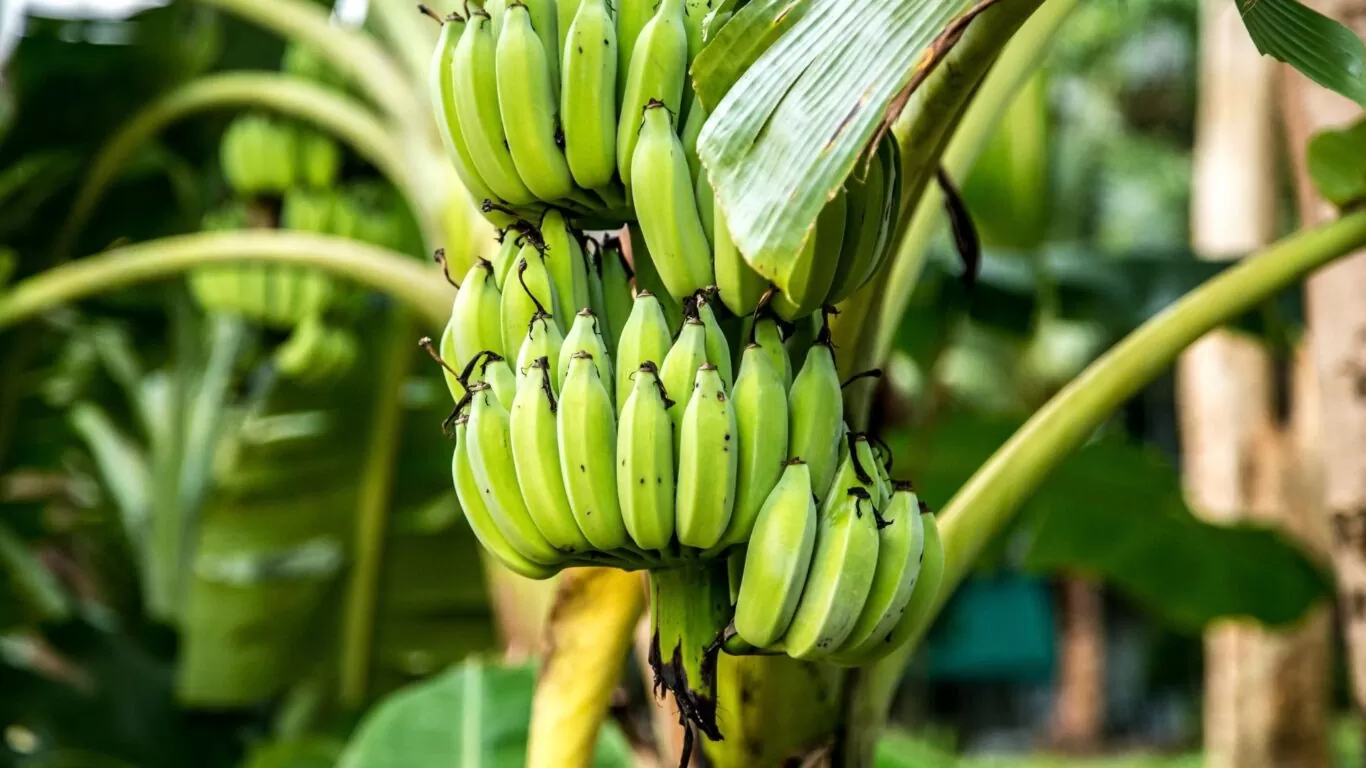 Brasil prepara ações para prevenir entrada de nova raça da  murcha-de-fusarium da bananeira - Portal Embrapa