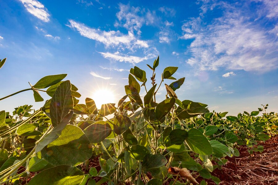 BRASMAX - Produtos - Vigorar Agrícola